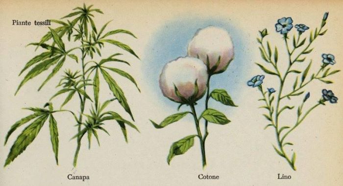 Τα τρία κλωστικά φυτά που καλλιεργήθηκαν για αιώνες στην Ελλάδα..